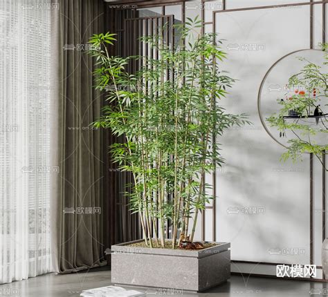 竹子盆栽照顧 冷氣裝置位置